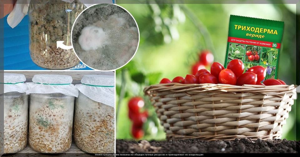 ��� ��������� ���������� �� ������ ����������: ��������� �����������