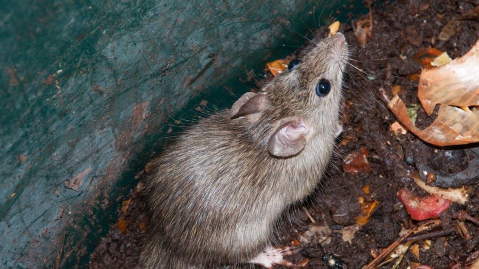 ���� �� ����: ����������� ������ ������ � ���������