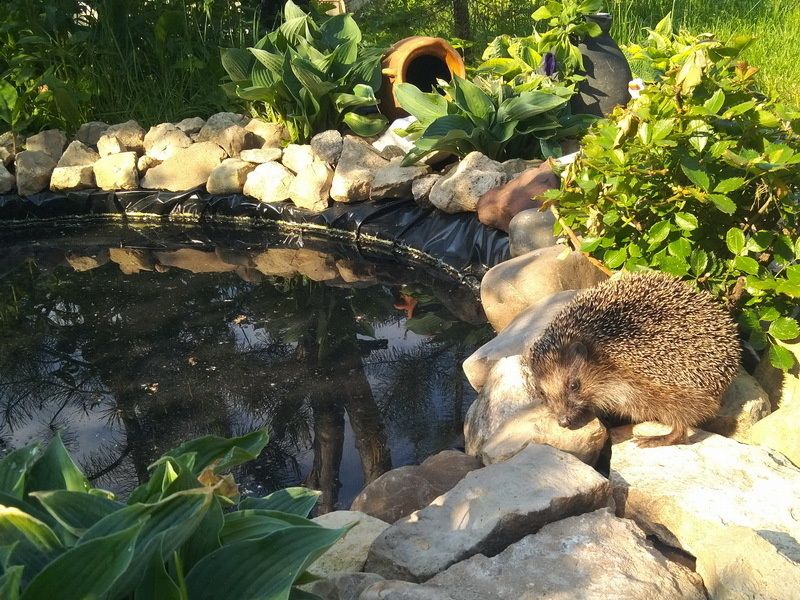 ��� ������� ����-������ ����� � ���� ����: ������� ����