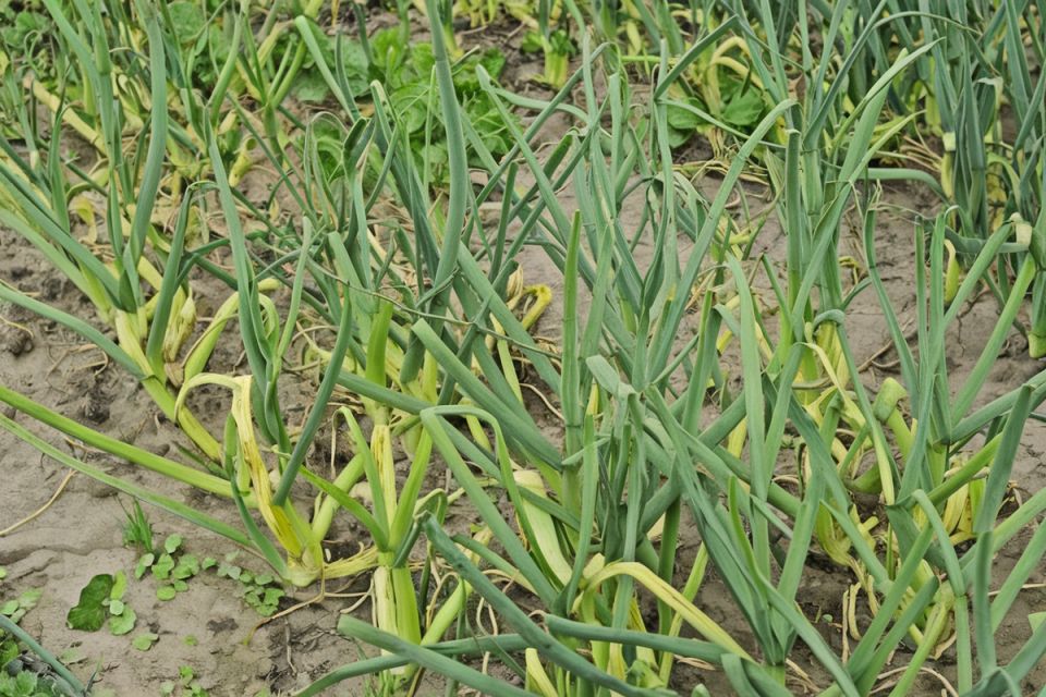 ������ ������ ���� � ������� �������: ����������� ������� � ������ �� ��������