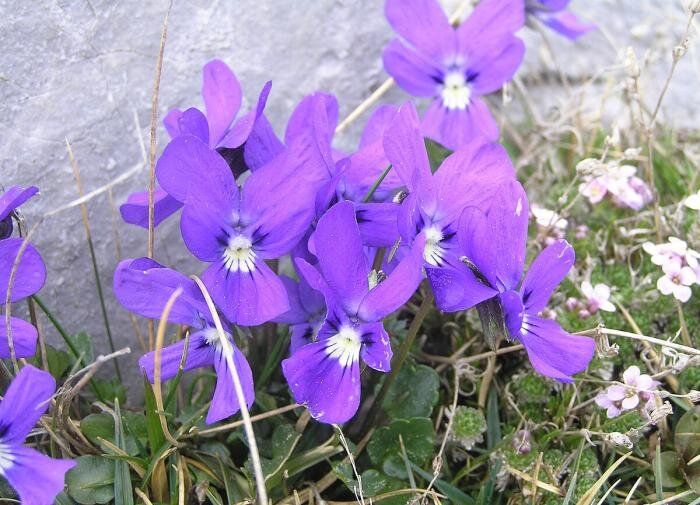 ������� ��������� ����������� �����: �� ���� �� ���������