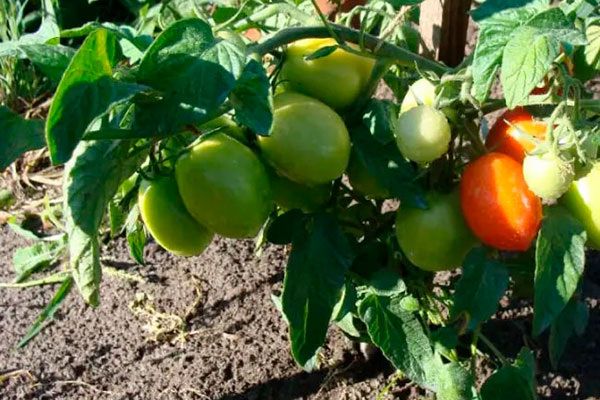 Томаты Валентина: секреты успеха и простота в уходе