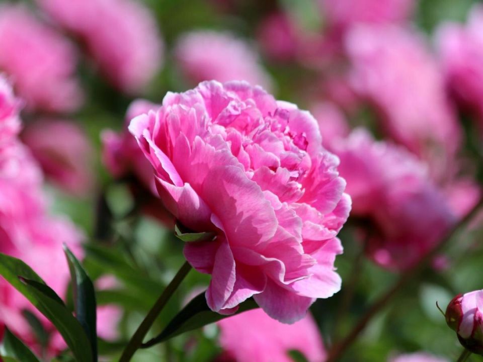 ����� �� ������: ����� ������������ �������� ��� ������ ��������