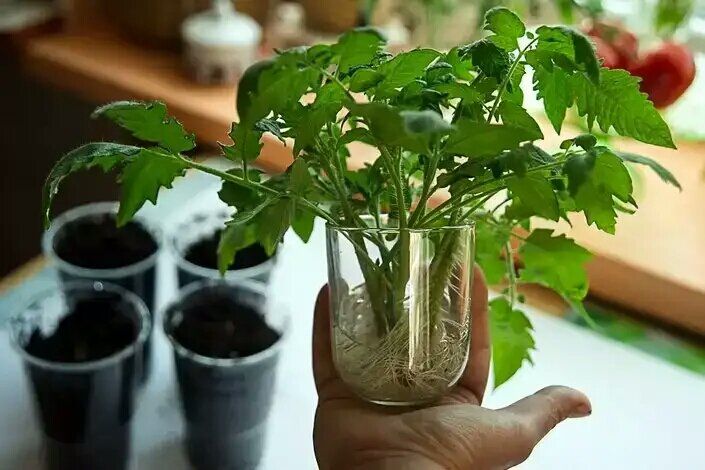 ��� �������� ���������������� ������ ��� ����������� ������� �������