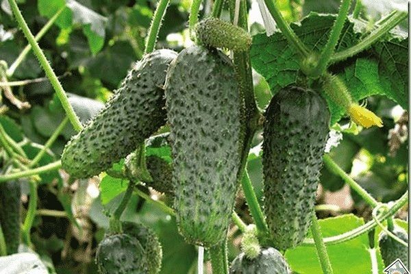 ������ ������ ����� ���� ��������� ������������?