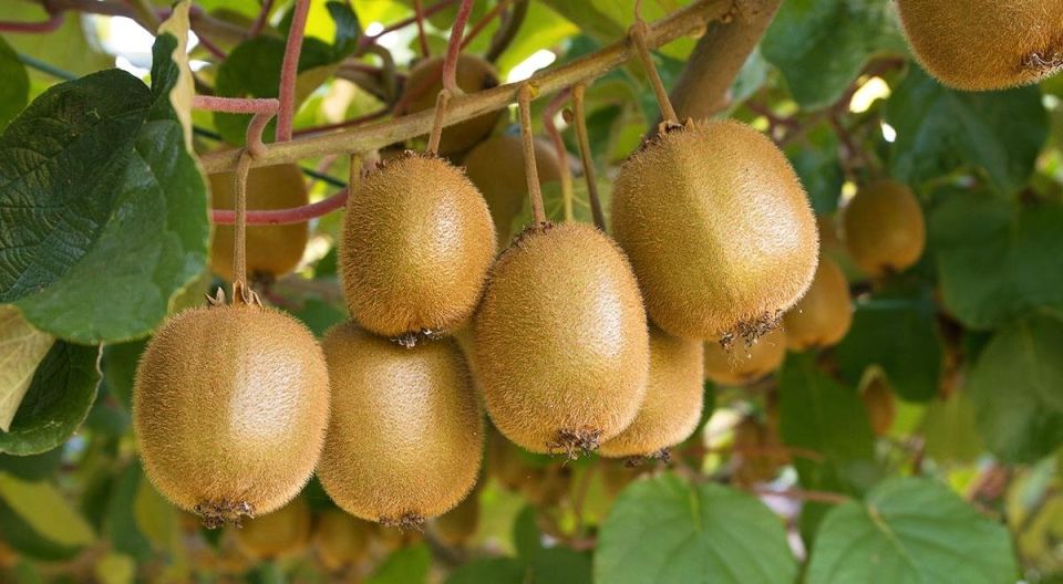 ����: ������� ������, ������ � ����������� ������������� ����������� ������