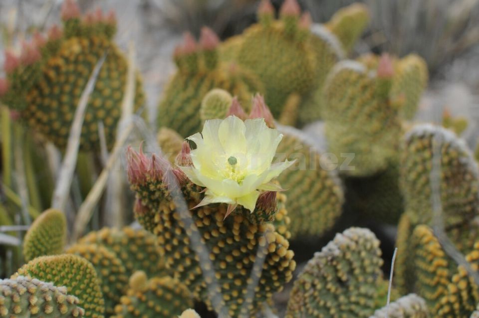 Опунция: опасный кактус, который покоряет сердца