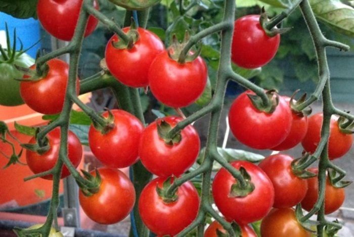 Томат Гартен Фройде: немецкая классика для вашего огорода