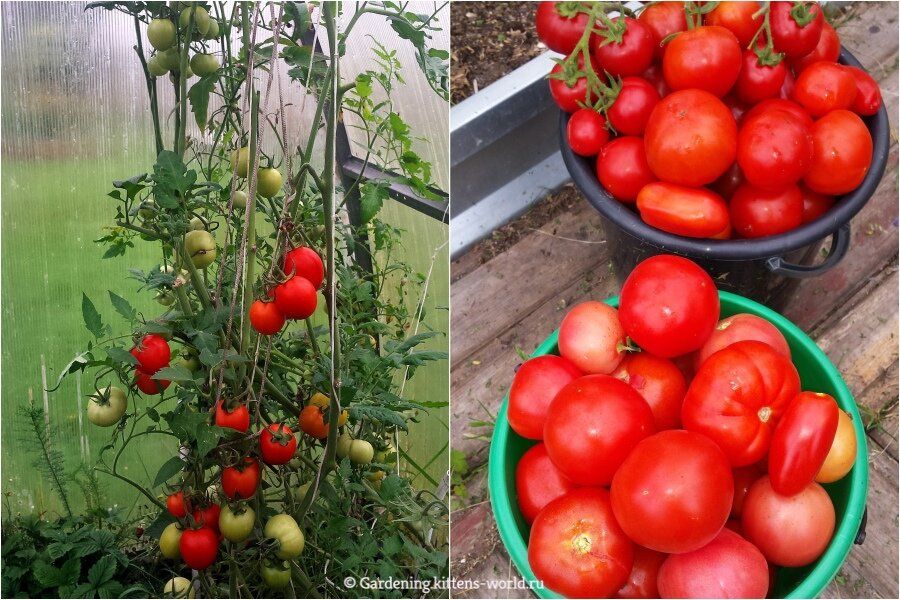 ������� ��������� ����������� �������: ��� �������� ������� ������