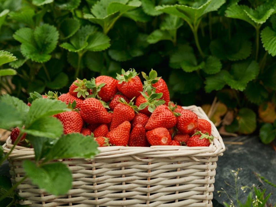 ��� ������� ��������� �������� ��� ������ ������� � ������ �� ������