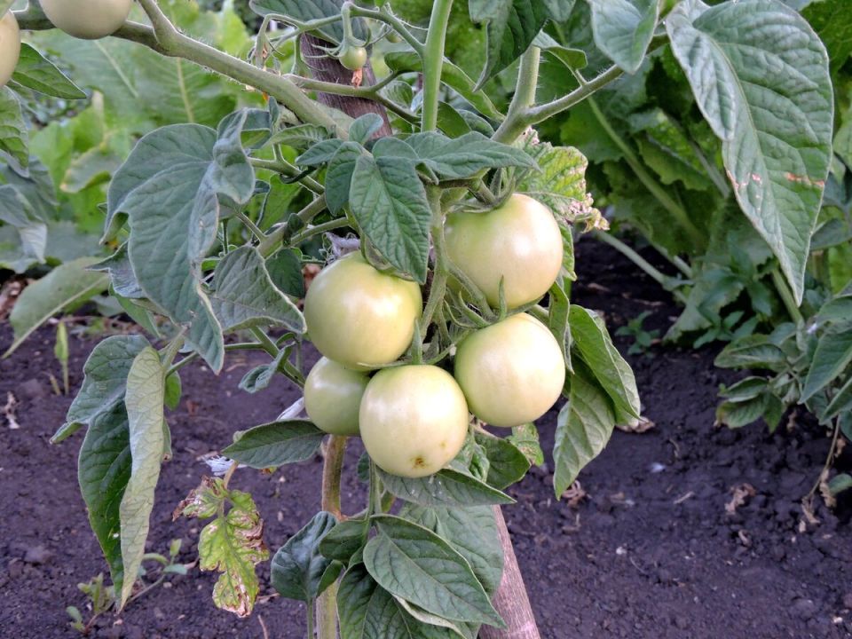 Как добиться богатого урожая помидоров с одной подкормкой за лето