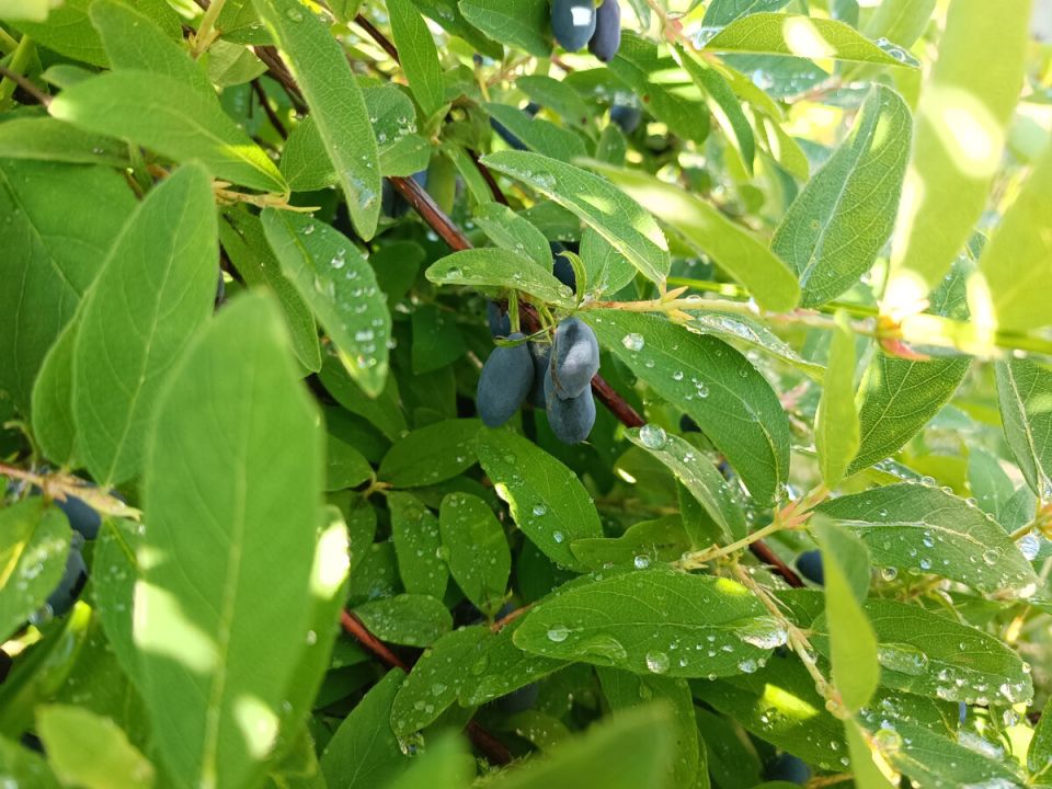 ��� ����������� ��������� � ������: ������� �������� ������