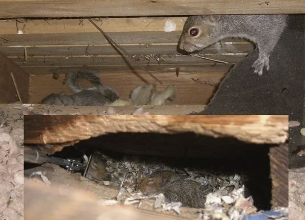 Как защитить сад от грызунов: практические советы для садоводов