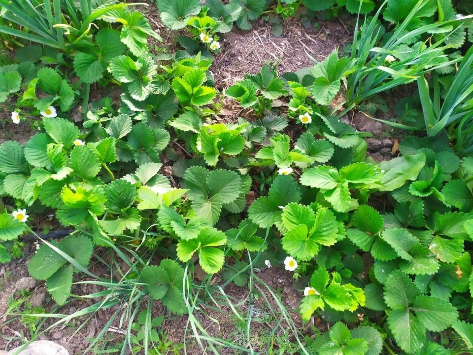 ��� ��������� ����������� �������� � ����: ������ � ������������