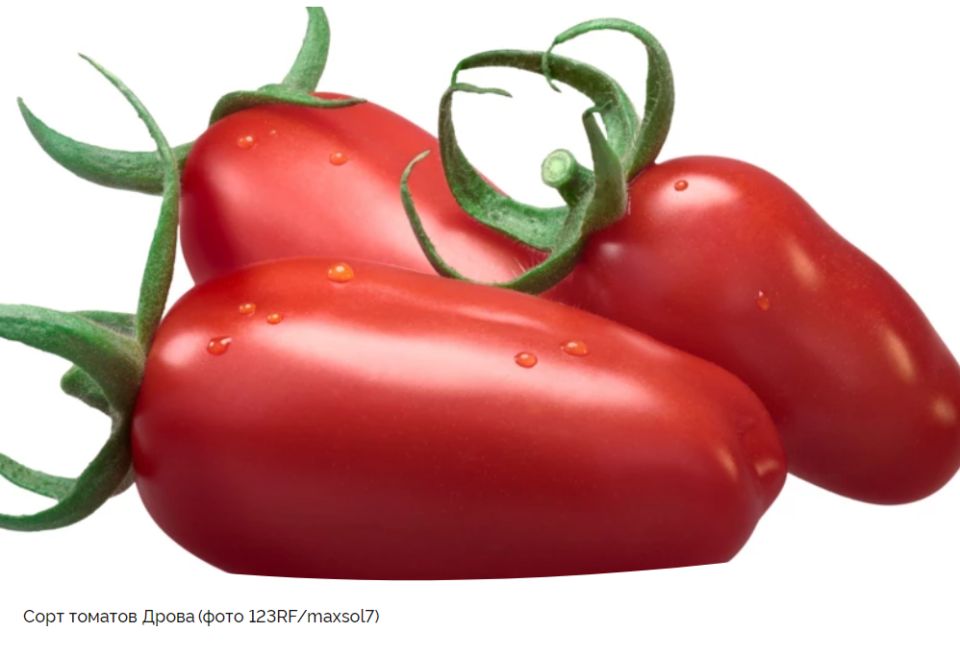 ������ ����� ��� ������ �������: ���� �����