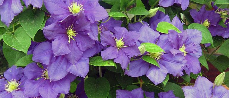 Секреты успешного ухода за клематисами