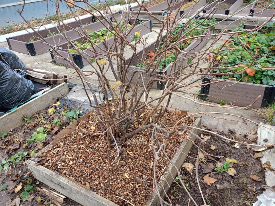 ��� ����������� ��������� � ����: ������ � ������������