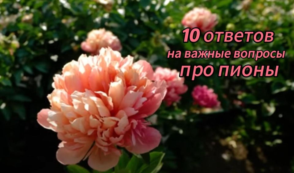 Какой секрет скрывают ваши пионы: 10 распространенных проблем и ответов