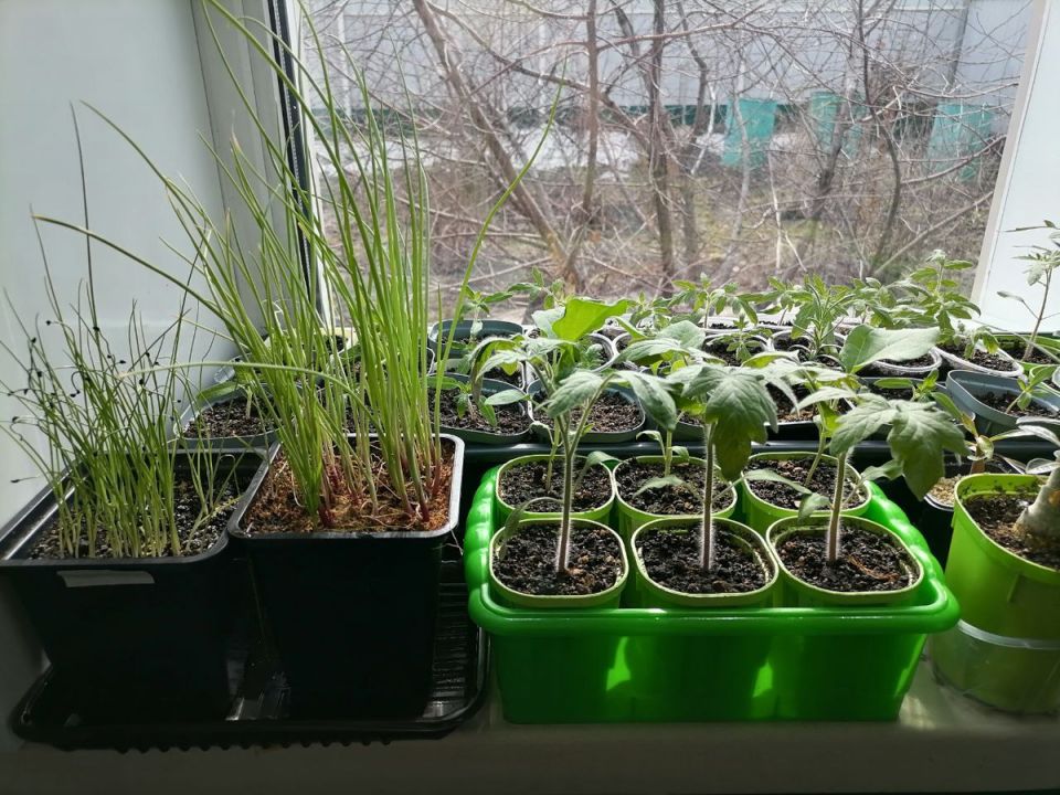 ����� ����� ������ ������: ������ ������ � ������ �����������