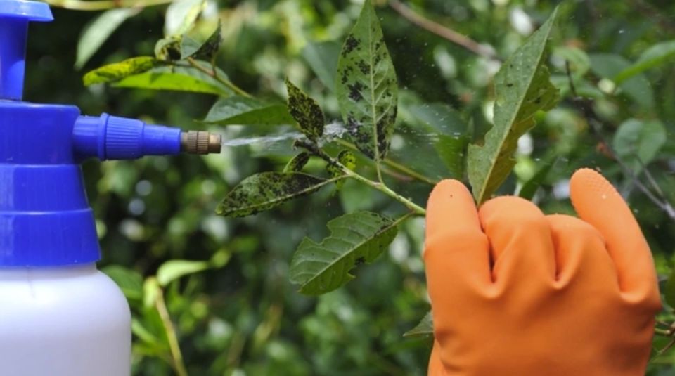 Как справиться с тлёй: три эффективных метода для защиты вашего сада