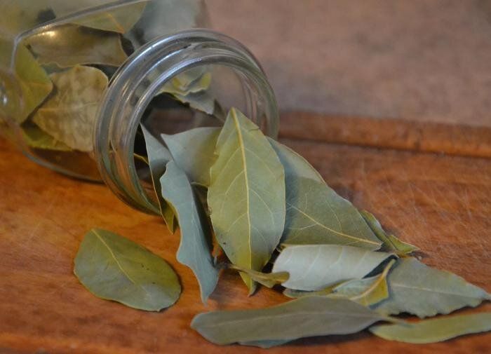 Лавровый лист: надежный союзник в борьбе с тлей